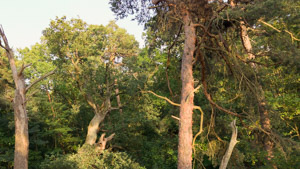 Grunewald