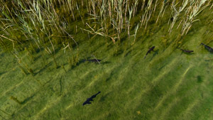Drohnenaufnahme